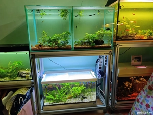 pesti si plante acvariu - imagine 2