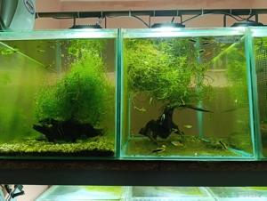 pesti si plante acvariu - imagine 3