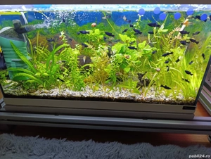 pesti si plante acvariu