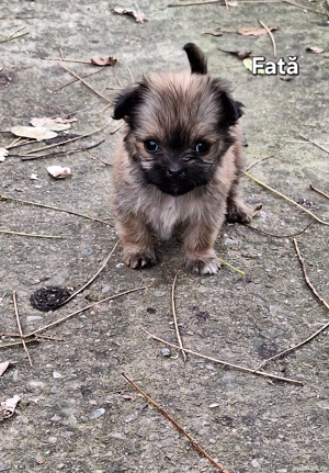 caini de vanzare - imagine 5