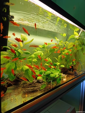 pesti si plante acvariu - imagine 4
