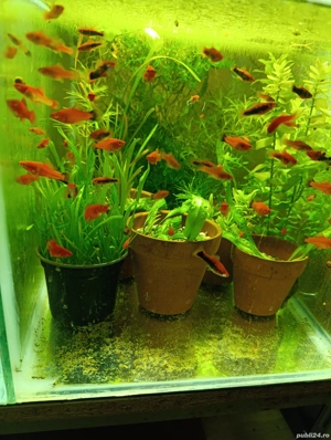 pesti si plante acvariu - imagine 5