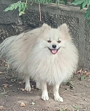 Mascul pomeranian cu pedigree F.C.I