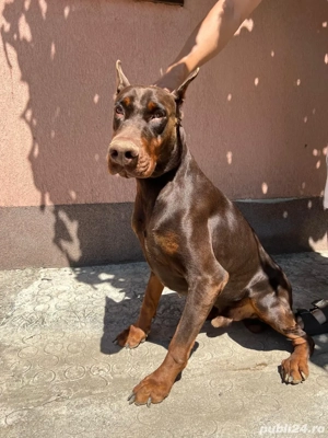 Vand femela si mascul doberman - imagine 3