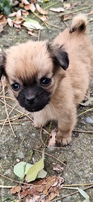 caini de vanzare - imagine 4