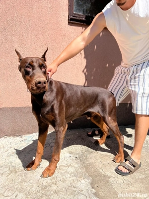 Vand femela si mascul doberman - imagine 4