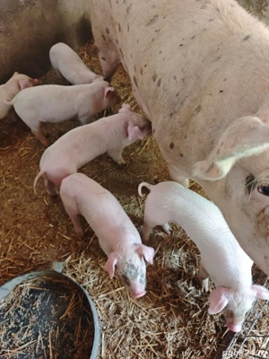 Vând 7 purcei - imagine 2