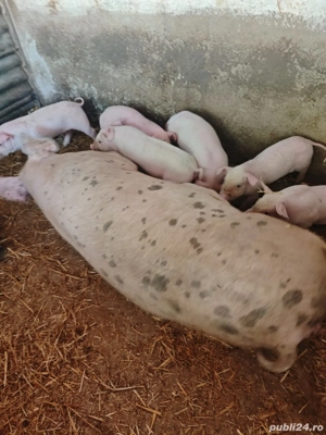 Vând 7 purcei - imagine 3