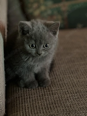 3 puiuți scottish fold 