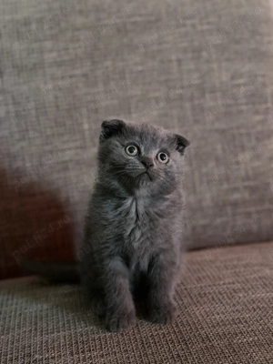 Puiuți scottish fold 