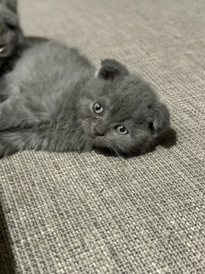 Puiuți scottish fold  - imagine 2 Puiuți scottish fold  - imagine 2