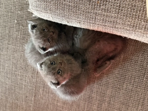 Puiuți scottish fold  - imagine 5 Puiuți scottish fold  - imagine 5