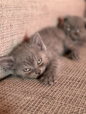 Puiuți scottish fold  - imagine 4 Puiuți scottish fold  - imagine 4