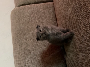 3 puiuți scottish fold  - imagine 4