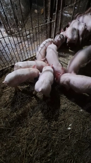 Vând purcei - imagine 3 Vând purcei - imagine 3