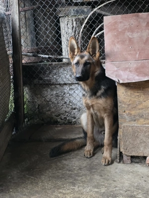 Mascul Ciobanesc german 