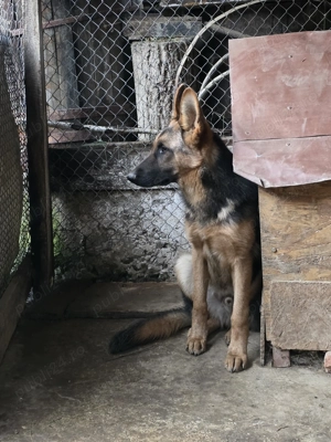 Mascul Ciobanesc german  - imagine 2