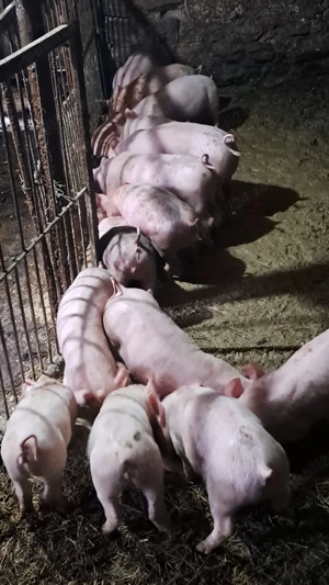 Vând purcei - imagine 2 Vând purcei - imagine 2