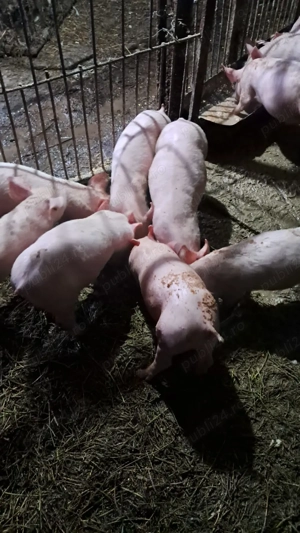 Vând purcei - imagine 4 Vând purcei - imagine 4