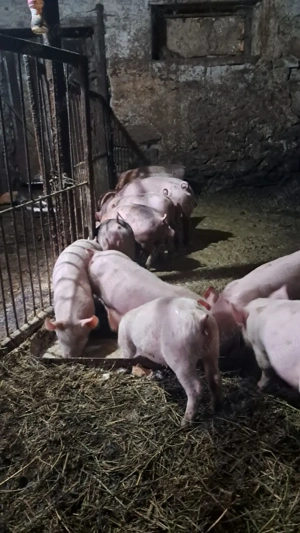 Vând purcei - imagine 5 Vând purcei - imagine 5