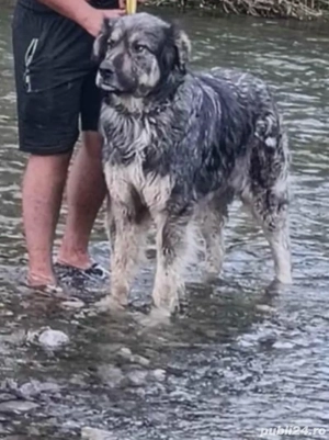 de vanzare  - imagine 2 de vanzare  - imagine 2