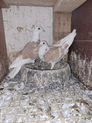 porumbei capaciti pe galben - imagine 2