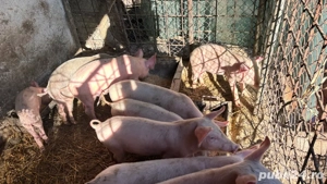 Purcei,  2 luni   - imagine 4