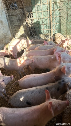 Purcei,  2 luni   - imagine 5