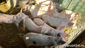 Purcei,  2 luni   - imagine 3