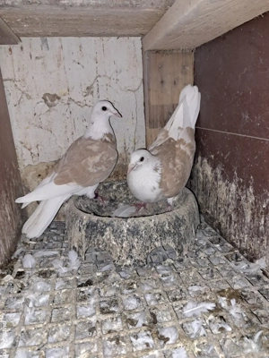 porumbei capaciti pe galben - imagine 3