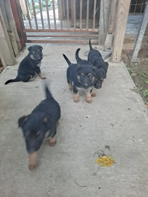 Pui de ciobanesc german pur - imagine 5