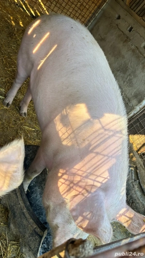 Porc 300-350 kg - imagine 3