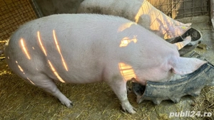 Porc 300-350 kg - imagine 2