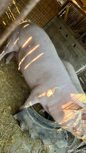 Porc 300-350 kg - imagine 5