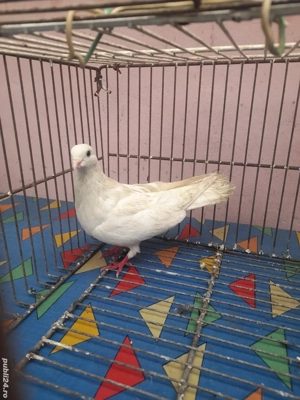 Galateni si Satineti 