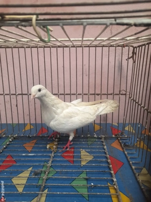 Galateni si Satineti  - imagine 2