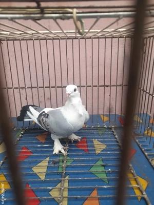 Galateni si Satineti  - imagine 3