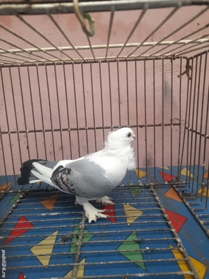 Galateni si Satineti  - imagine 4