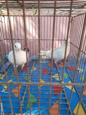 Galateni si Satineti  - imagine 5