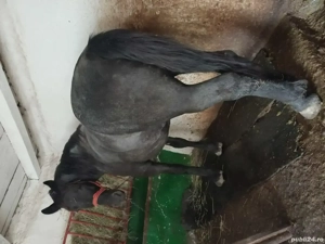 2 caii de vanzare  - imagine 2