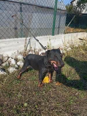 Jachterrier femela vârstă 2 ani  - imagine 5