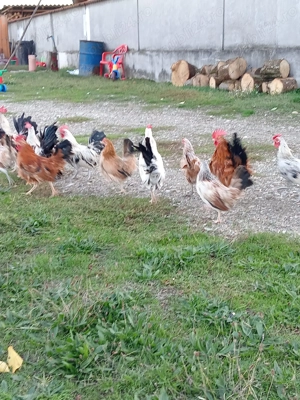 Perechi găinuși pitici  - imagine 4 Perechi găinuși pitici  - imagine 4