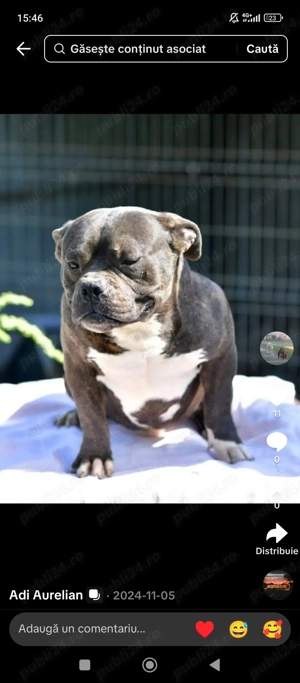 American bully pocket schimb cu păsări de tara  - imagine 4