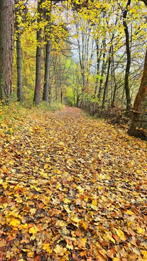 Vand teren la munte, Arges, Corbeni zona Cetatea Poenari Vlad Tepes, Baraj Vidraru - imagine 9