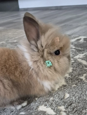 Iepurasi pitici Cap de leu