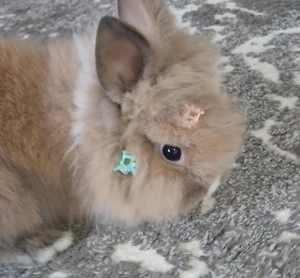 Iepurasi pitici Cap de leu - imagine 2