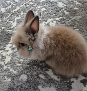 Iepurasi pitici Cap de leu - imagine 5