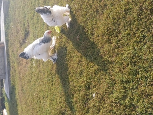 Vind pereche găini rasă brahma HD tineret.  - imagine 2