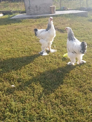 Vind pereche găini rasă brahma HD tineret.