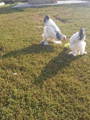 Vind pereche găini rasă brahma HD tineret.  - imagine 2